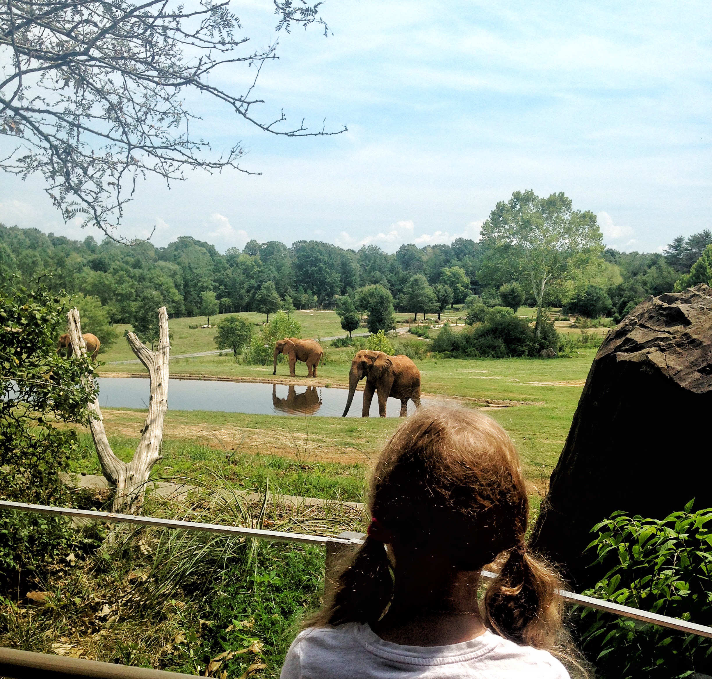 The Largest Walk-Through Zoo in the World: North Carolina Zoo - TRAVEL